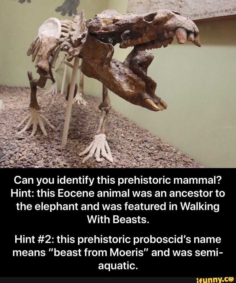Can you identify this prehistoric mammal?
Hint: this Eocene animal was an ancestor to the elephant and was featured in Walking
With Beasts.
Hint #2: this prehistoric proboscid's name means "beast from Moeris" and was semi- aquatic. - Hint #2: this prehistoric proboscid’s name means “beast from Moeris” and was semi-aquatic.