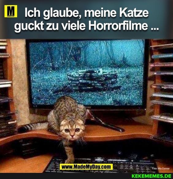 Ich glaube, meine Katze guckt zu viele Horrorfilme