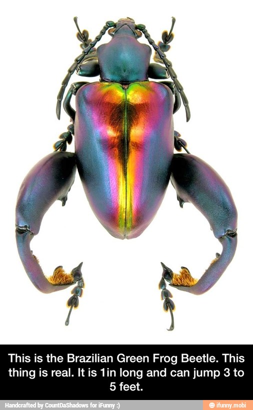This is the Brazilian Green Frog Beetle. This
thing is real. It is 1in long and can jump 3 to
5 feet. - This is the Brazilian Green Frog Beetle. This thing is real. It is 1in long and can jump 3 to 5 feet.