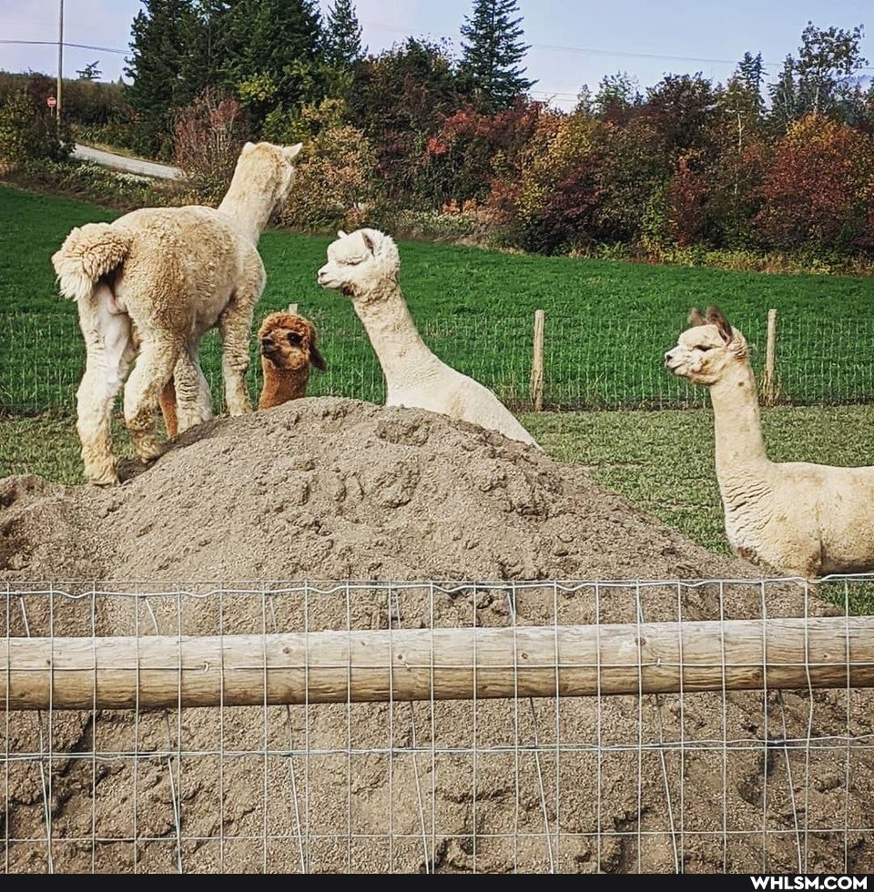 aww, adorable, alpaca