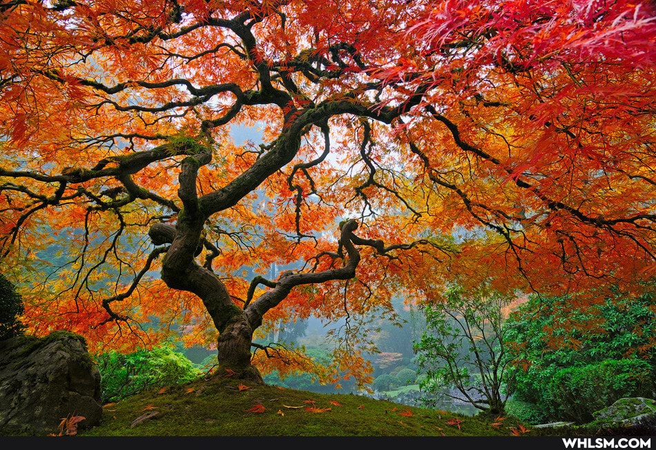 wallpaper, nature, funny_animal, phone_wallpaper