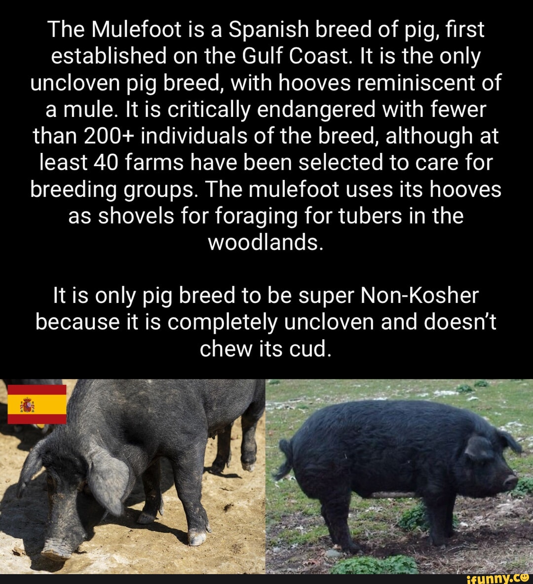 The Mulefoot is a Spanish breed of pig, first established on the Gulf ...