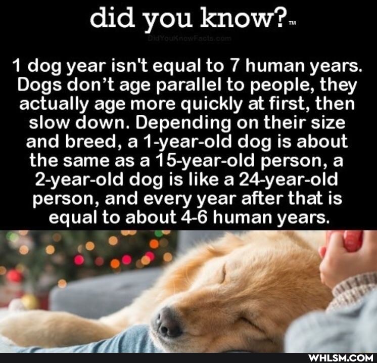 did you know?..
dog year isn't equal to 7 human years.
Dogs don't age parallel to people, they actually age more quickly at first, then
slow down. Depending on their size and breed, a 1-year-old dog is about the same as 15-year-old person, a
2-year-old dog is like a 24-year-old person, and every year after that is
equal to about 46 human years.