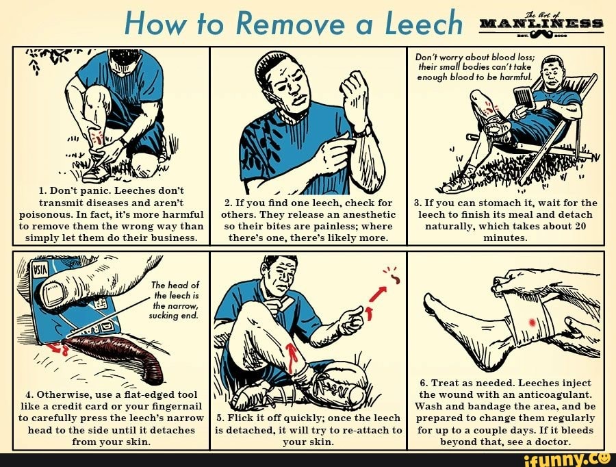 1. Don't panic. Leeches don't transmit diseases and aren't poisonous ...