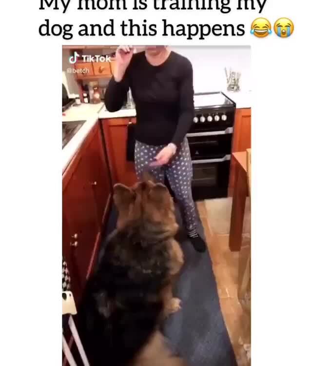 IVLY ILLOLLL lo Llaltlllis Lilly
dog and this happens Su