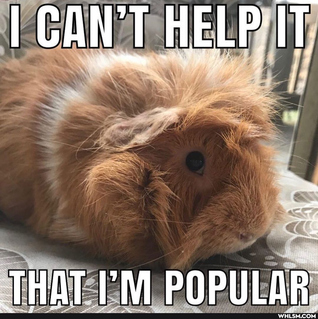 I CAN'T HELP IT
THAT POPULAR.