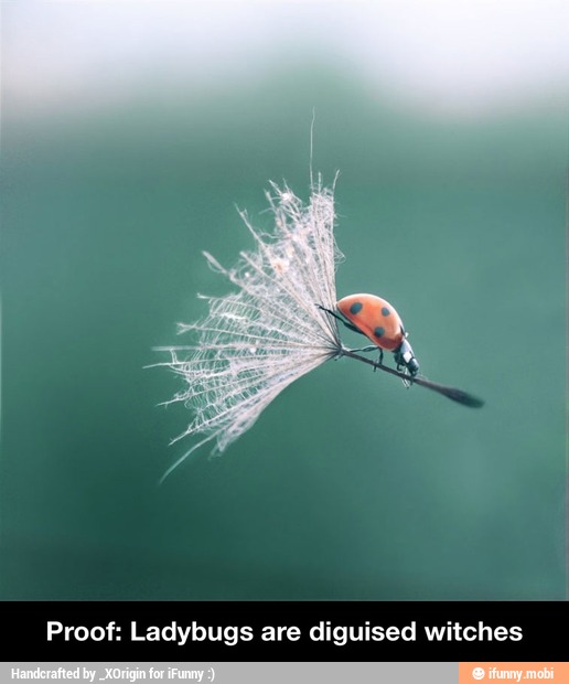 Proof: Ladybugs are diguised witches - Proof: Ladybugs are diguised witches