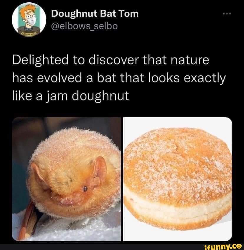 Doughnut Bat Tom elbows selbo Delighted to discover that nature has