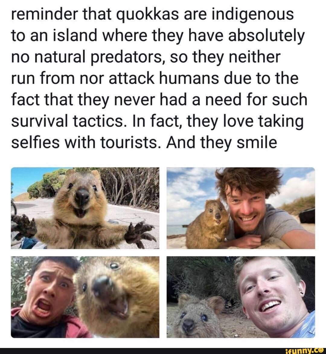 Reminder that quokkas are indigenous to an island where they have