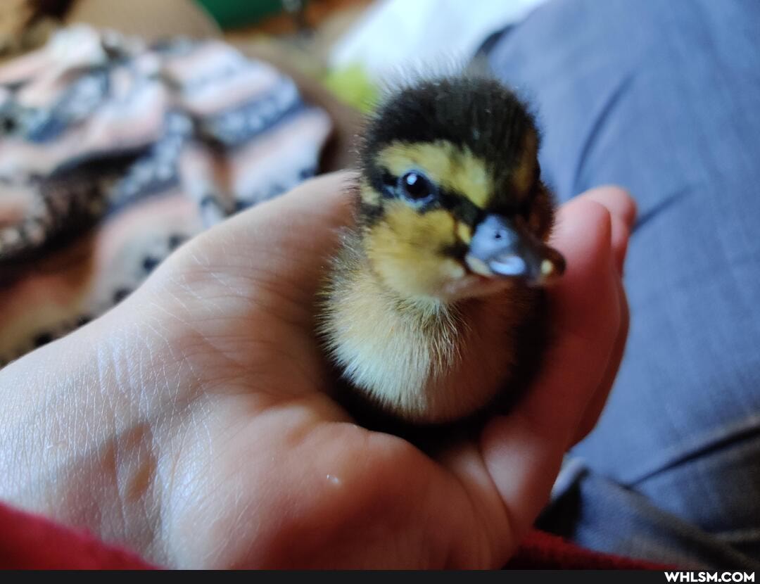 baby_animals, ducklings, bernie_sanders