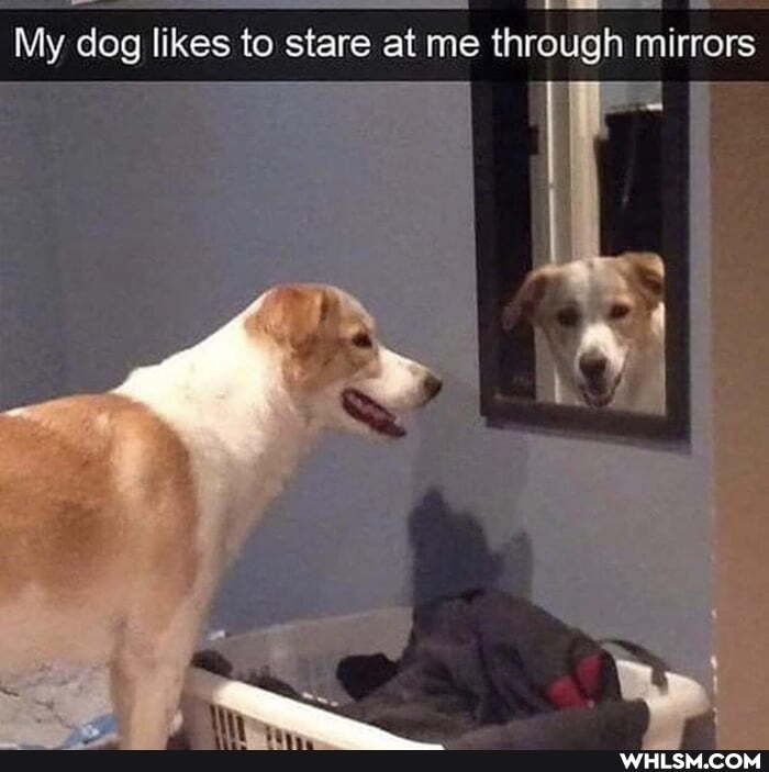 My dog likes to stare atm me fe through mirrors