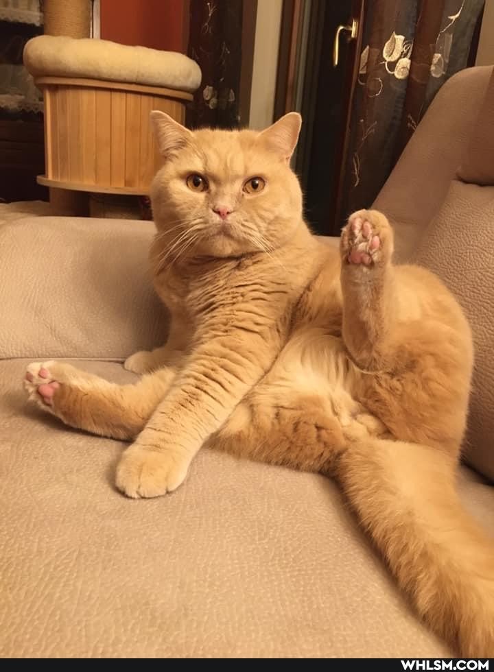 funny, cat, love