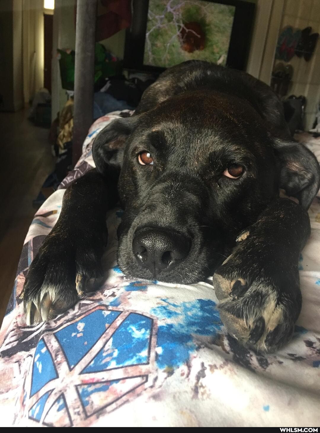 doggo