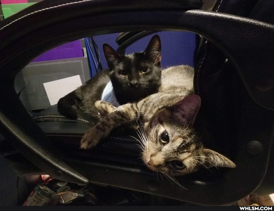 aww, cat