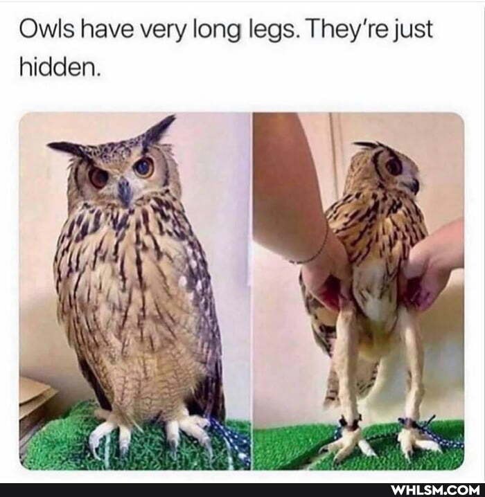 Owls have very long legs. They're just hidden.