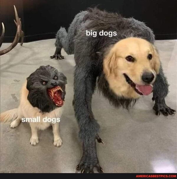 big dogs
small dogs