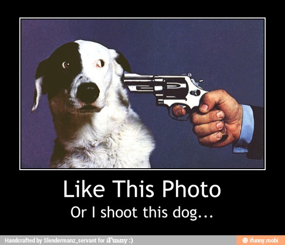 Like This Photo
Or I shoot this dog... - Like This Photo
Or I shoot this dog...