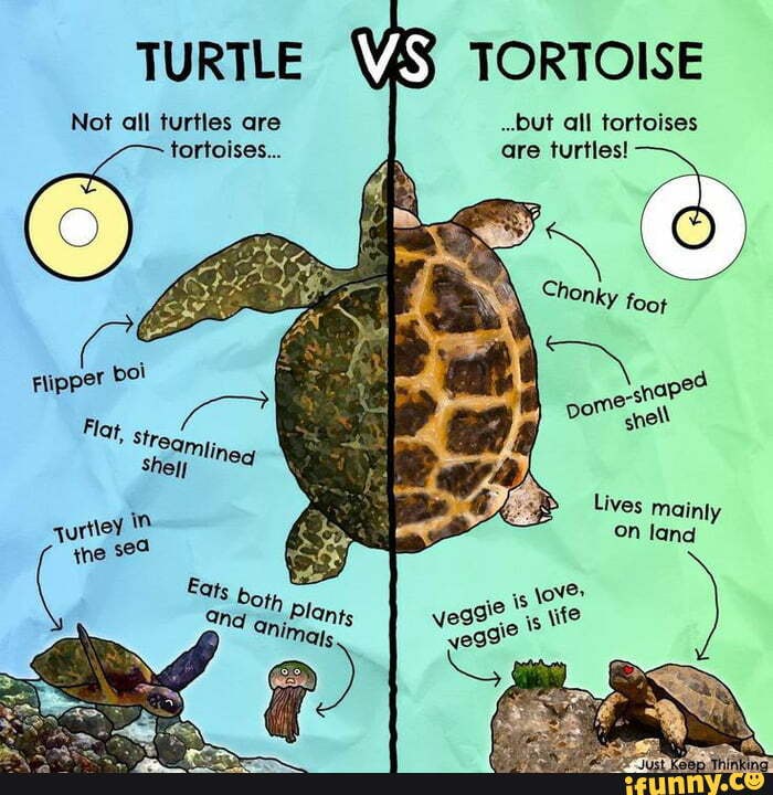 Because ya'll can't tell the difference between a turtle and a tortoise ...