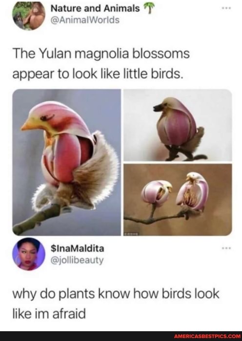 Nature and Animals
@AnimalWorlds
The Yulan magnolia blossoms appear to look like little birds.
SinaMalelita
why do plants know how birds look like im afraid
