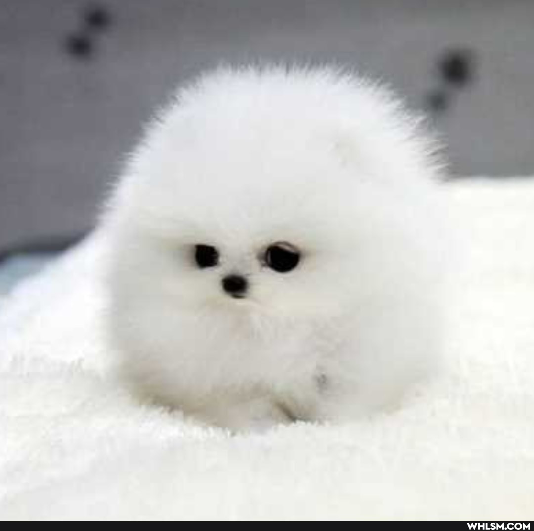 baby, dogs, adorable, baby_animals