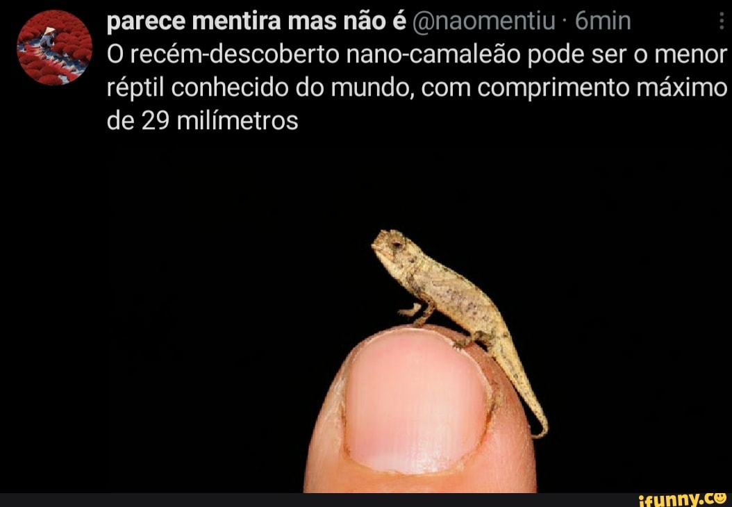 parece mentira mas não é (Dnaomentiu min
O recém-descoberto nano-camaleão pode ser o menor réptil conhecido do mundo, com comprimento máximo de 29 milímetros