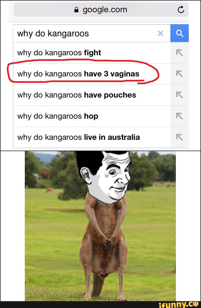 X why do kangaroos
why do kangaroos fight
( why do kangaroos have 3 vaginas >
why do kangaroos have pouches
why do kangaroos hop
why do kangaroos live in australia