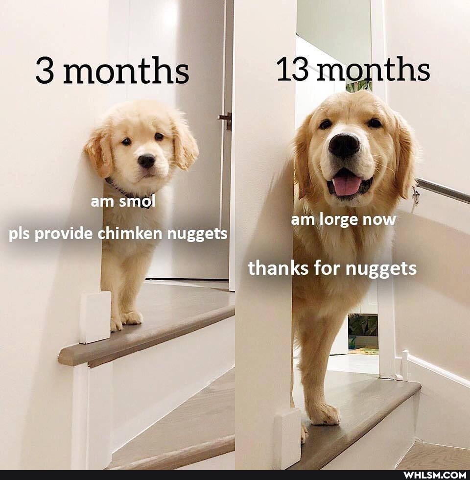 montias
AR
am smol I
am lorge now pls provide chimken nuggets
thanks for nuggets