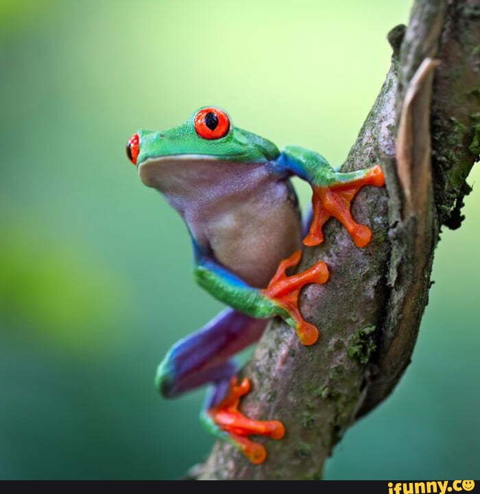 Red_eyed_tree_frog memes. Best Collection of funny Red_eyed_tree_frog ...