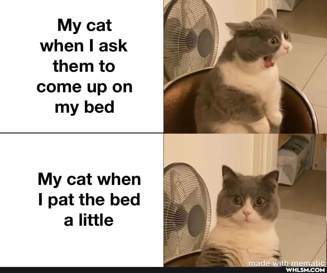 My cat when II ask them to come up on my bed
My cat when pat the bed
little
made