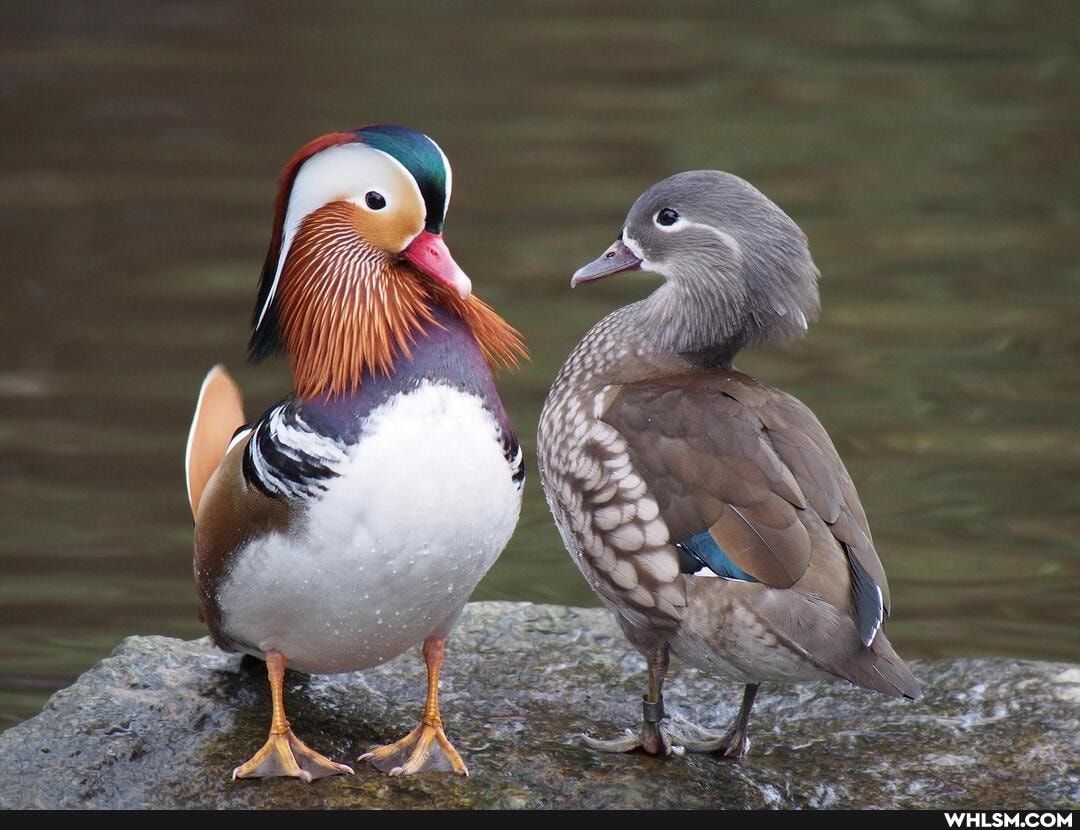 ducks, dayinthelifeofazookeeper, zoo, exotic_animals