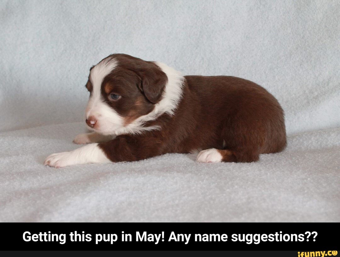Getting this pup in May! Any name suggestions?? - Getting this pup in May! Any name suggestions??