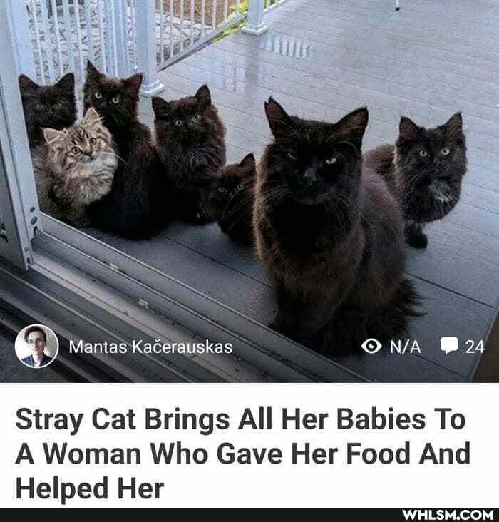 SS
Mantas Kacerauskas
24
Stray Cat Brings All Her Babies To
A Woman Who Gave Her Food And
Helped Her