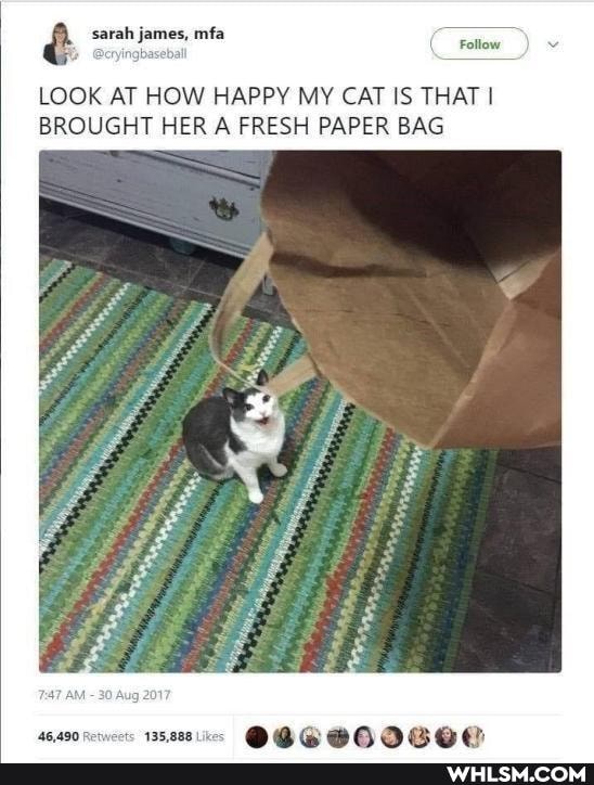 sarah james, mfa
gbasebal
LOOK AT HOW HAPPY MY CAT IS THAT I BROUGHT HER A FRESH PAPER BAG