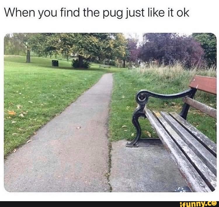 When you find the pug just like it ok