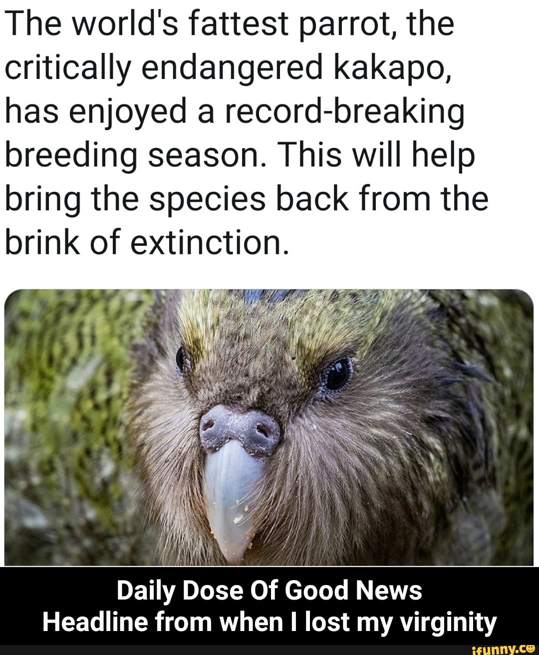 The World's Fattest Parrot, The Critically Endangered Kakapo, Has ...