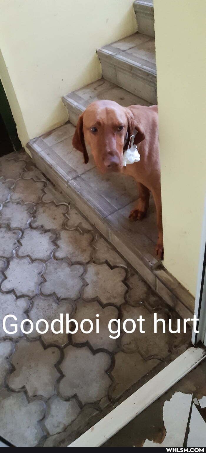 Goodboi got hurt