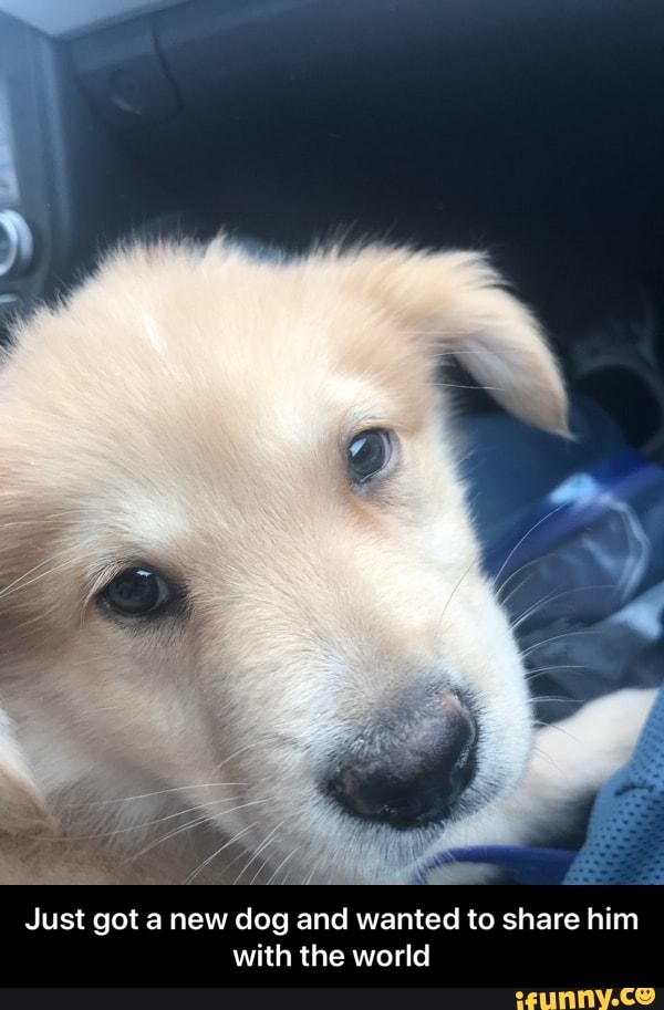 Just got anew dog and wanted to share him with the world - Just got a new dog and wanted to share him with the world
