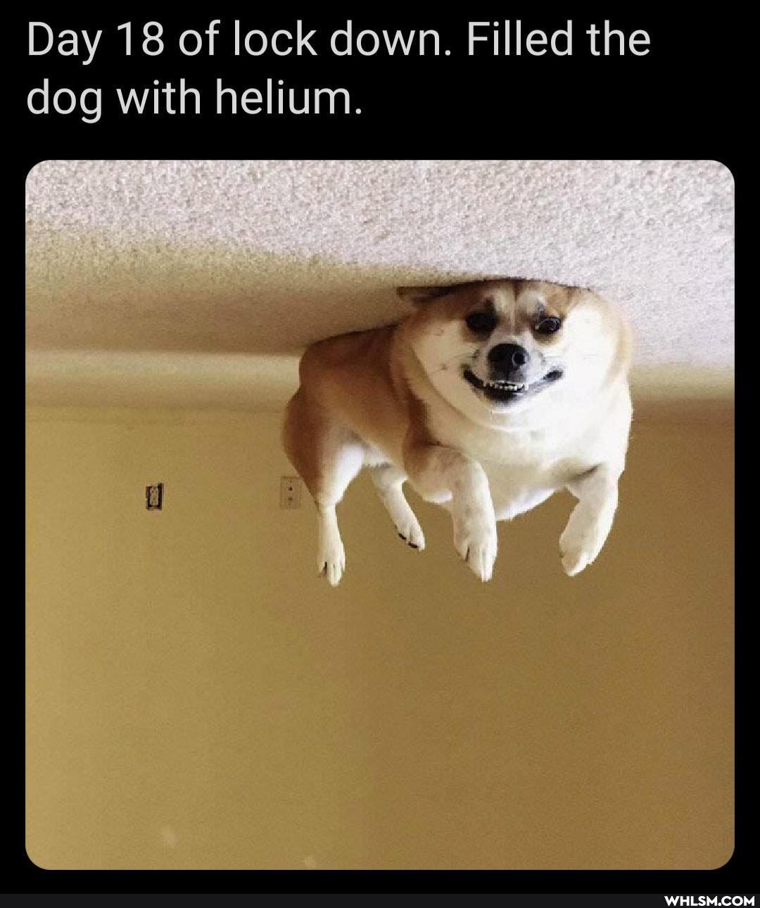 Day 18 of lock down. Filled the dog with helium.