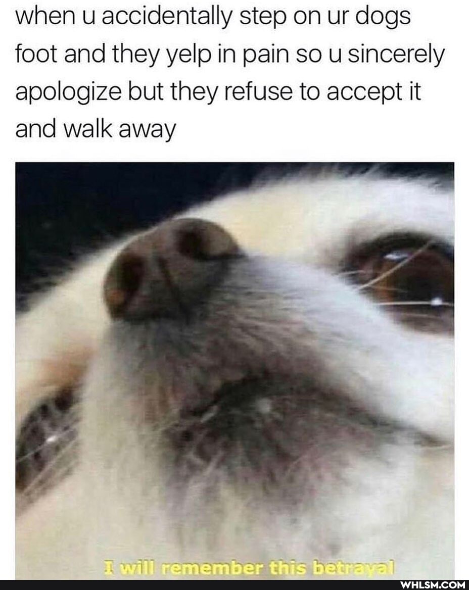 when u accidentally step on ur dogs foot and they yelp in pain so u sincerely apologize but they refuse to accept it and walk away