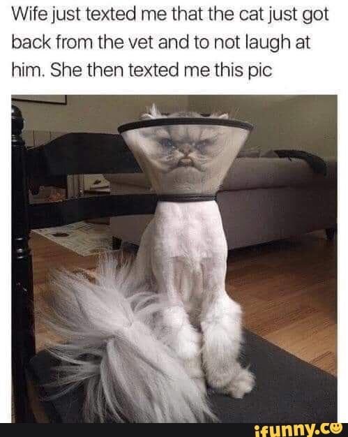 Wife just texted me that the cat just got back from the vet and to not laugh at him. She then texted me this pic