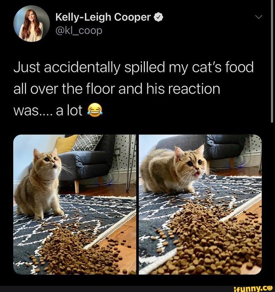 Kelly-Leigh Cooper @kl_coop food Just accidentally spilled my cat's ...