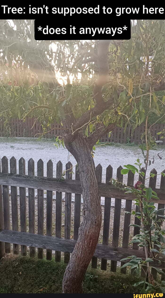Isn't Tree Tree: isn't supposed to grow here *does it anyways* - iFunny