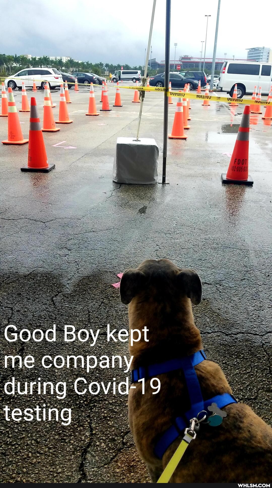 Good Boy kept me company during Covid-19 testing
