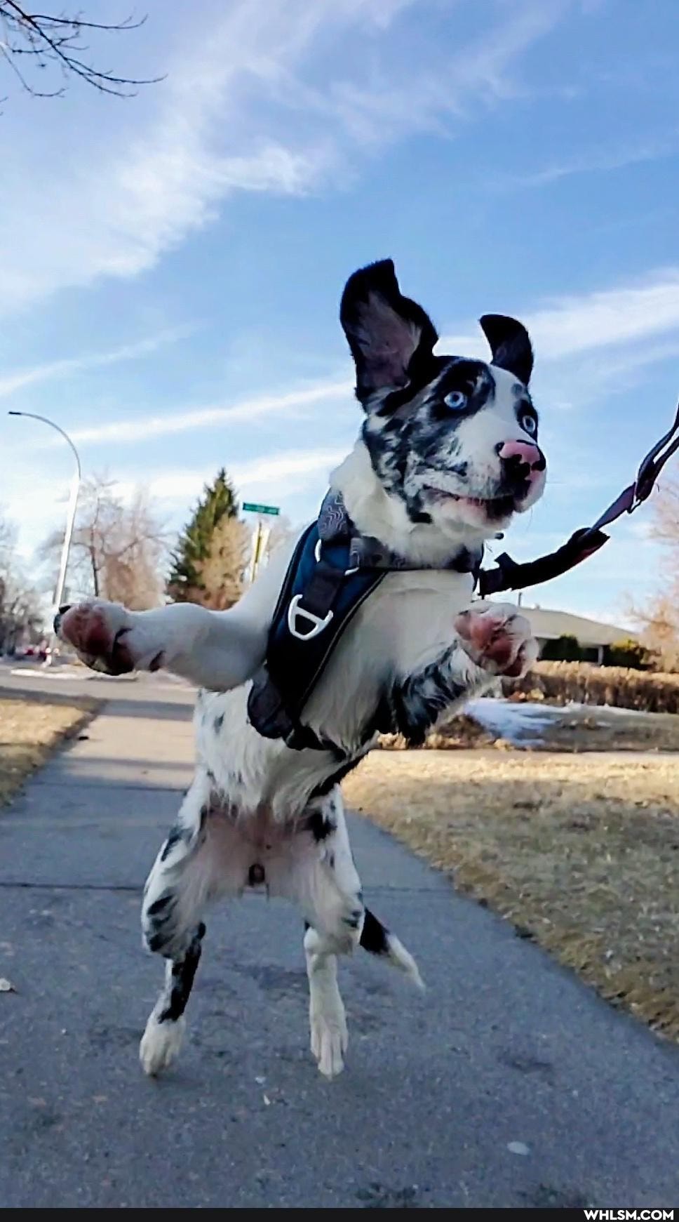 dog, aww, pets