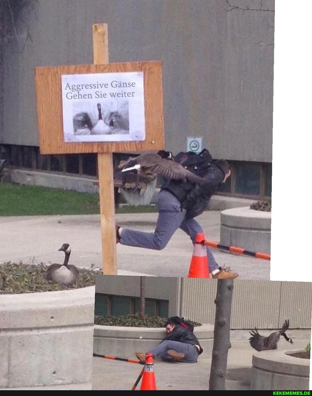 Aggressive Gänse
Gehen Sie weiter