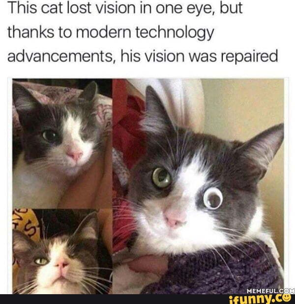 This cat lost vision in one eye, but thanks to modern technology advancements, his vision was repaired