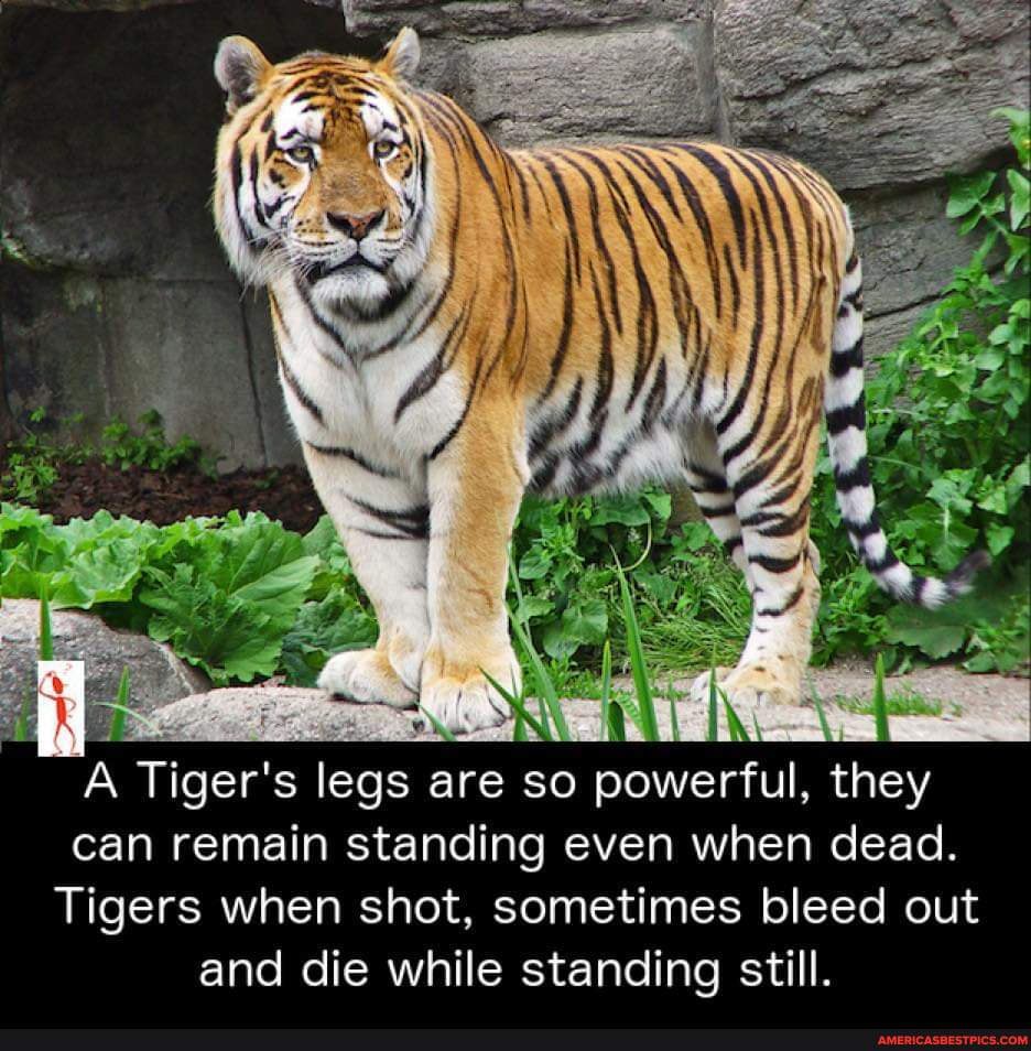 A Tiger's legs ar are so powerful, they can remain standing even when ...