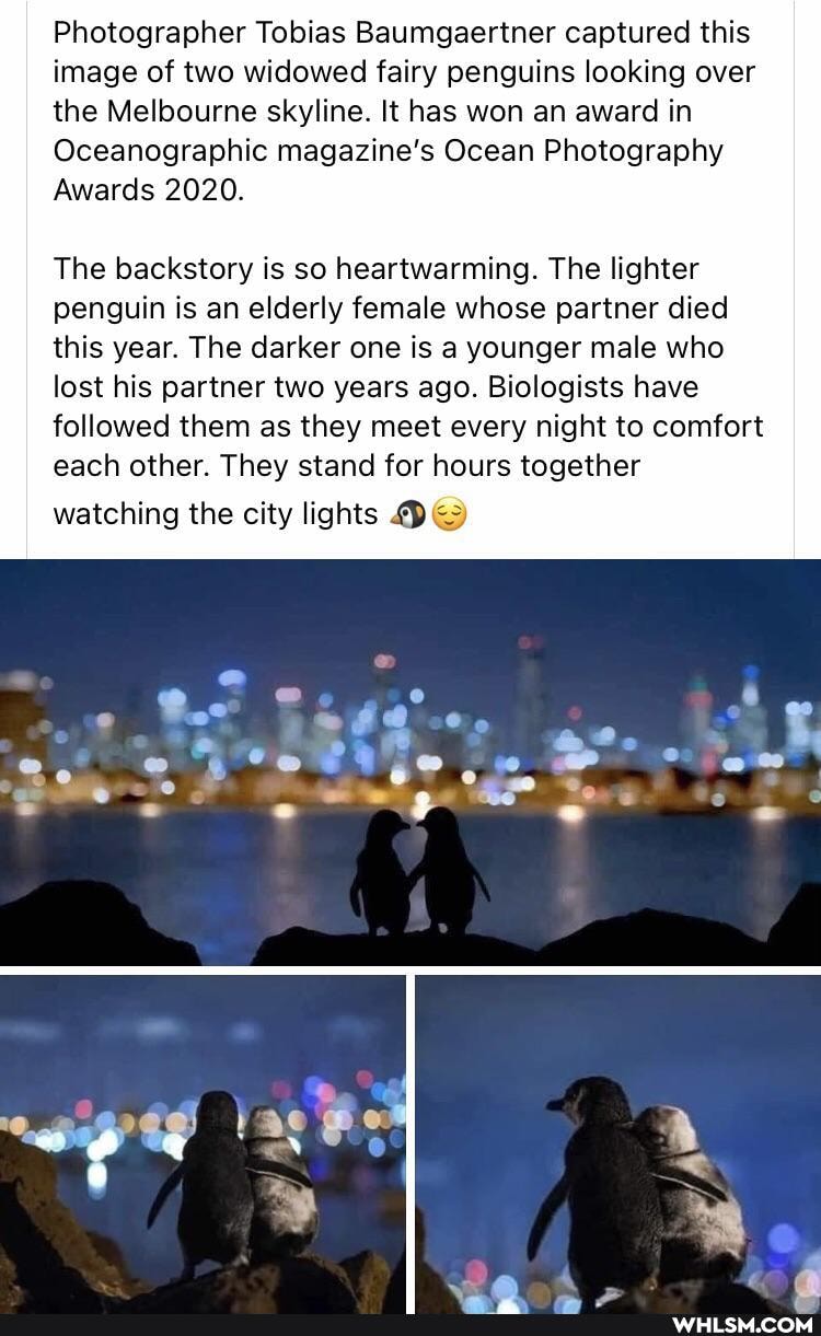 Photographer Tobias Baumgaertner captured this image of two widowed fairy penguins looking over the Melbourne skyline. It has won an award in
Oceanographic magazine's Ocean Photography
Awards 2020.
The backstory is so heartwarming. The lighter
penguin is an elderly female whose partner died this year. The darker one is a younger male who lost his partner two years ago. Biologists have followed them as they meet every night to comfort each other. They stand for hours together
watching the city lights