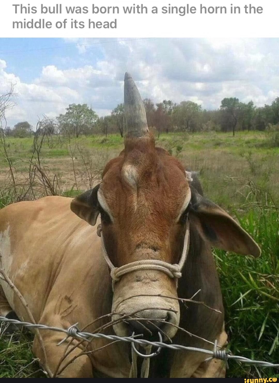 This bull was born with a single horn in the
middle of its head