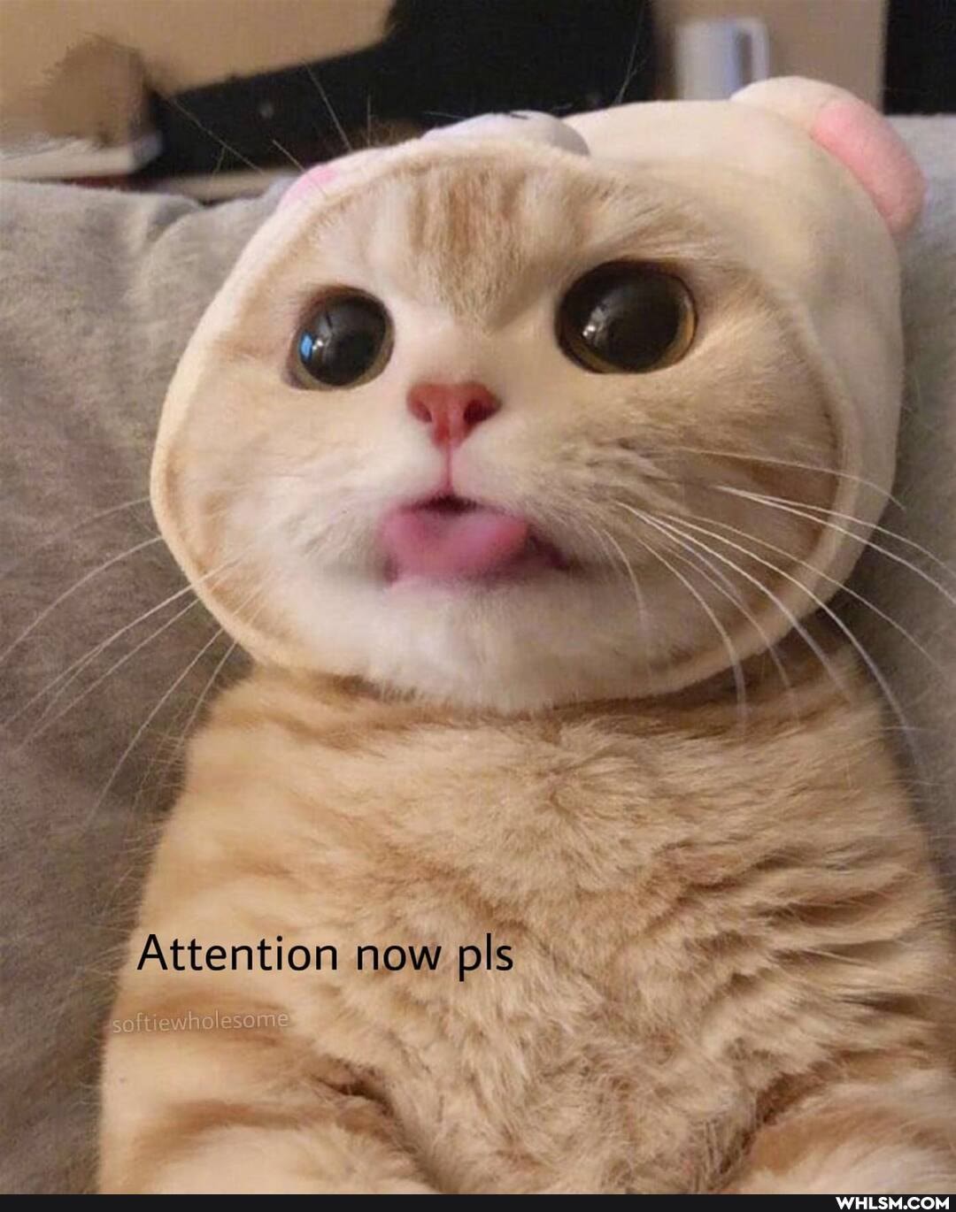 Attention now pls